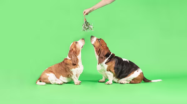 Two Basset Hound dogs, kissing under the mistletoe, against a pale green background