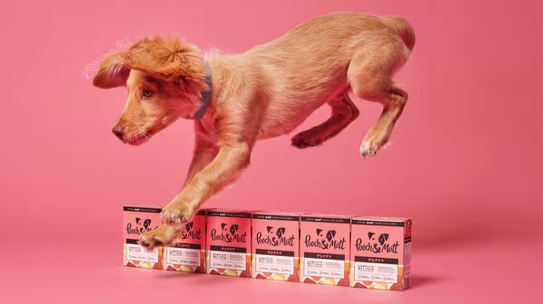 Wet dog food vs dry dog food: What’s best?-Image 1
