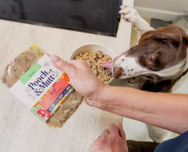 dog licking fresh wet food