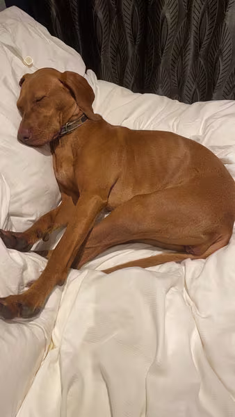 Picture of a Hungarian Visla sleeping