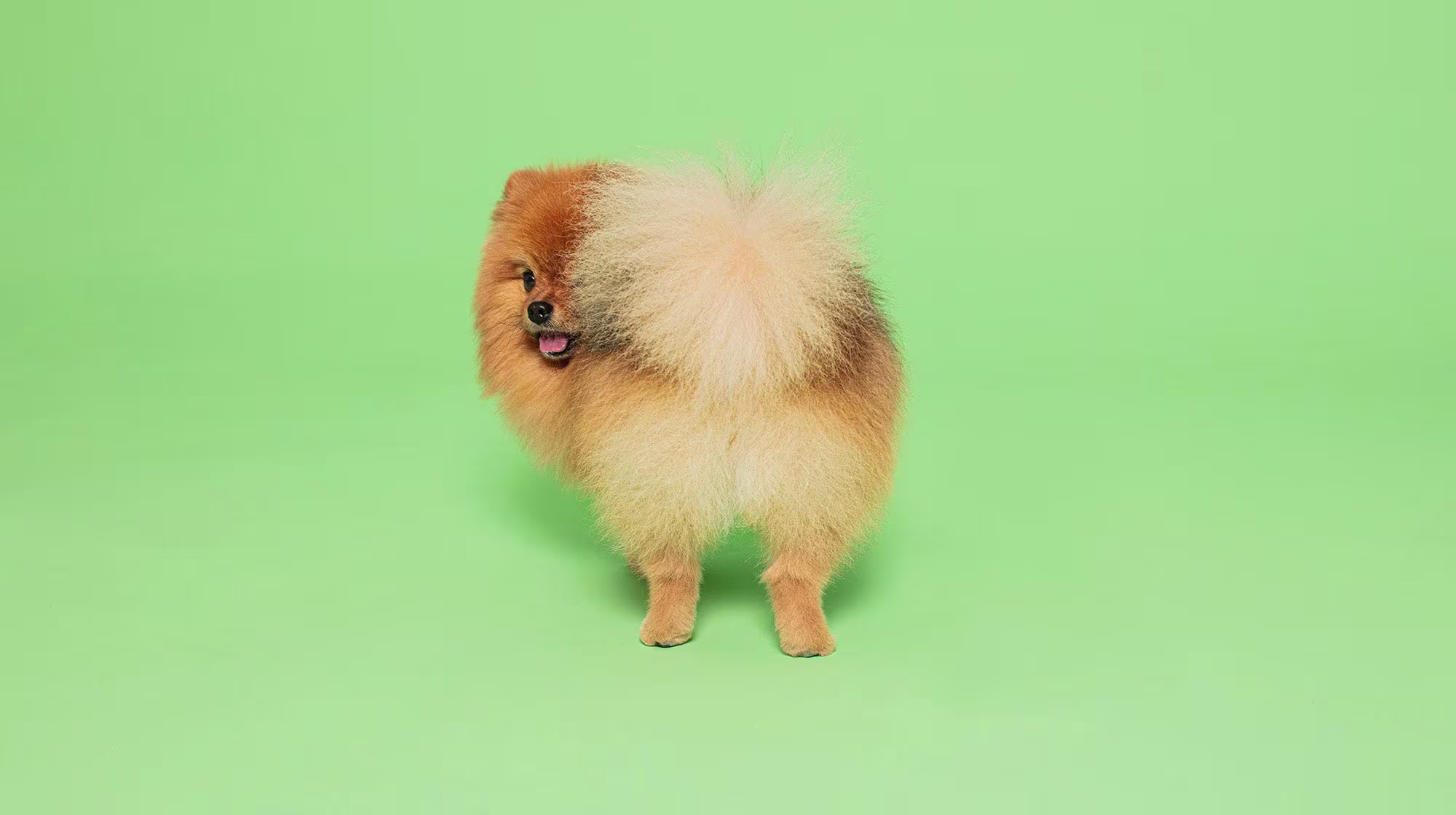 What dog-safe foods are naturally high in fibre?-Image 1