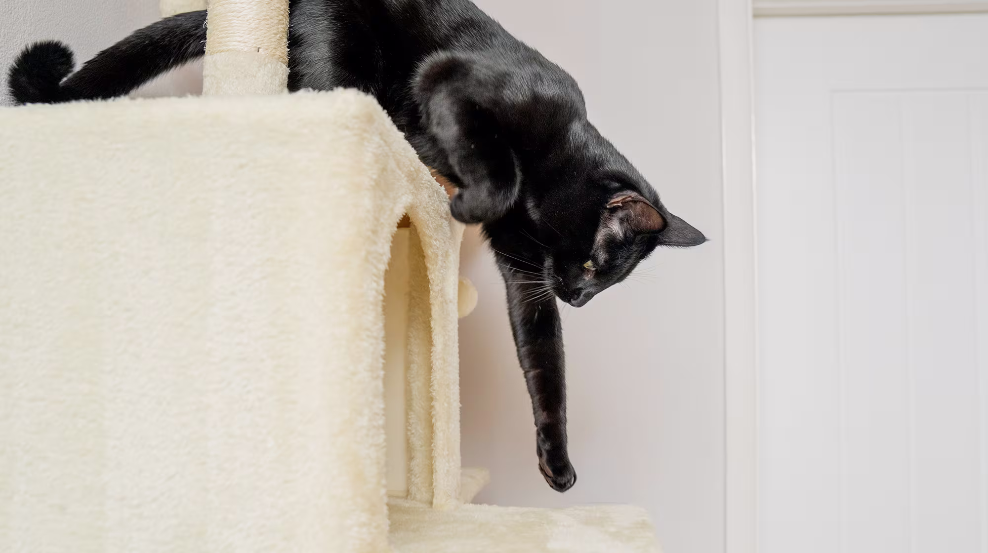 BLOG ARTHRITIS IN CATS BODY IMAGE 1