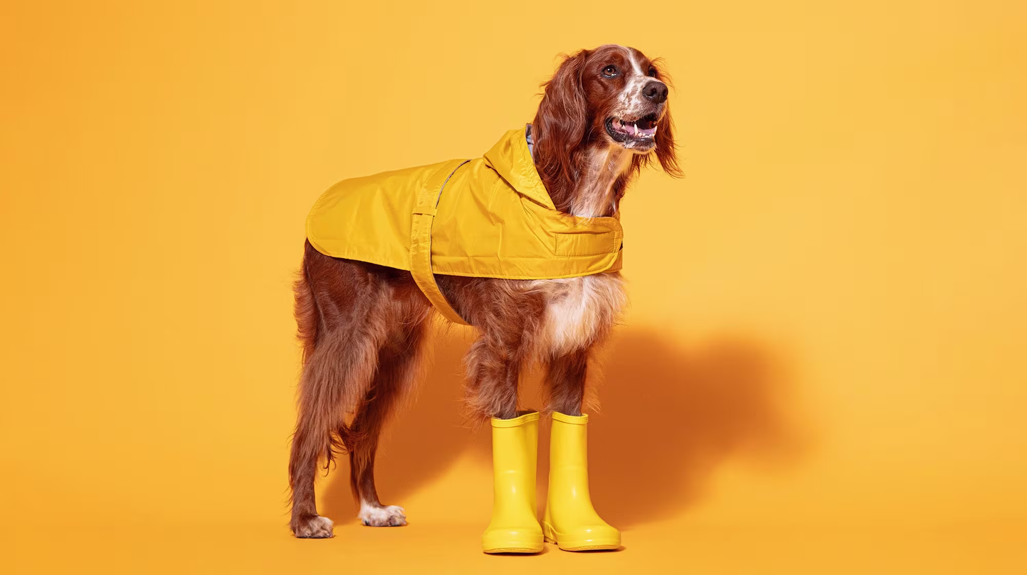 Ticks on dogs: checking,  prevention and removal-Image 1