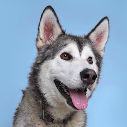 Alaskan Malamute