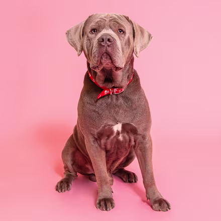 American Bulldog