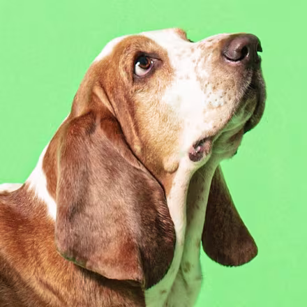 Basset Hound