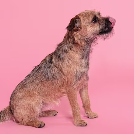 Border Terrier