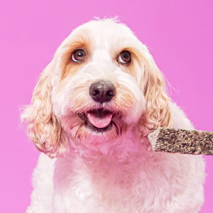 Cavachon