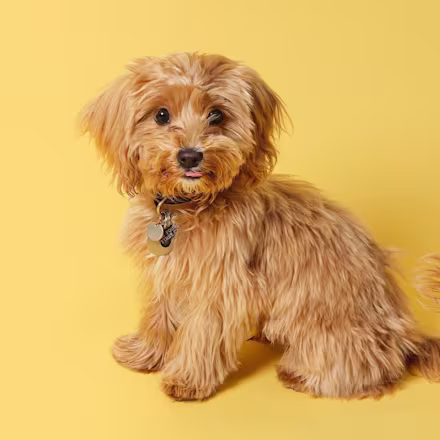 Cavapoo