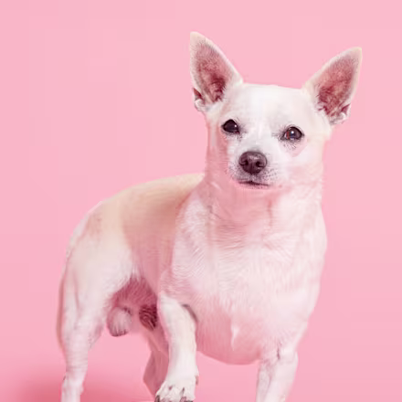 Chihuahua