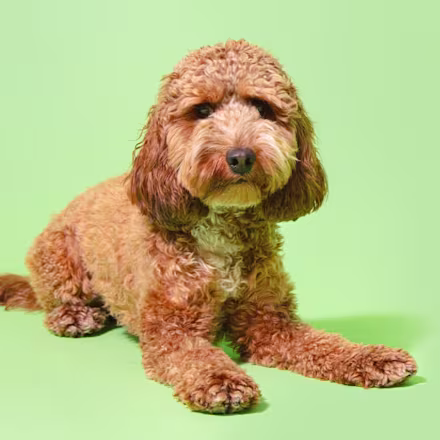 Cockapoo