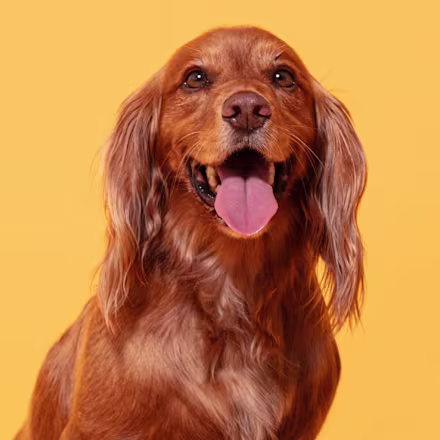Cocker Spaniel