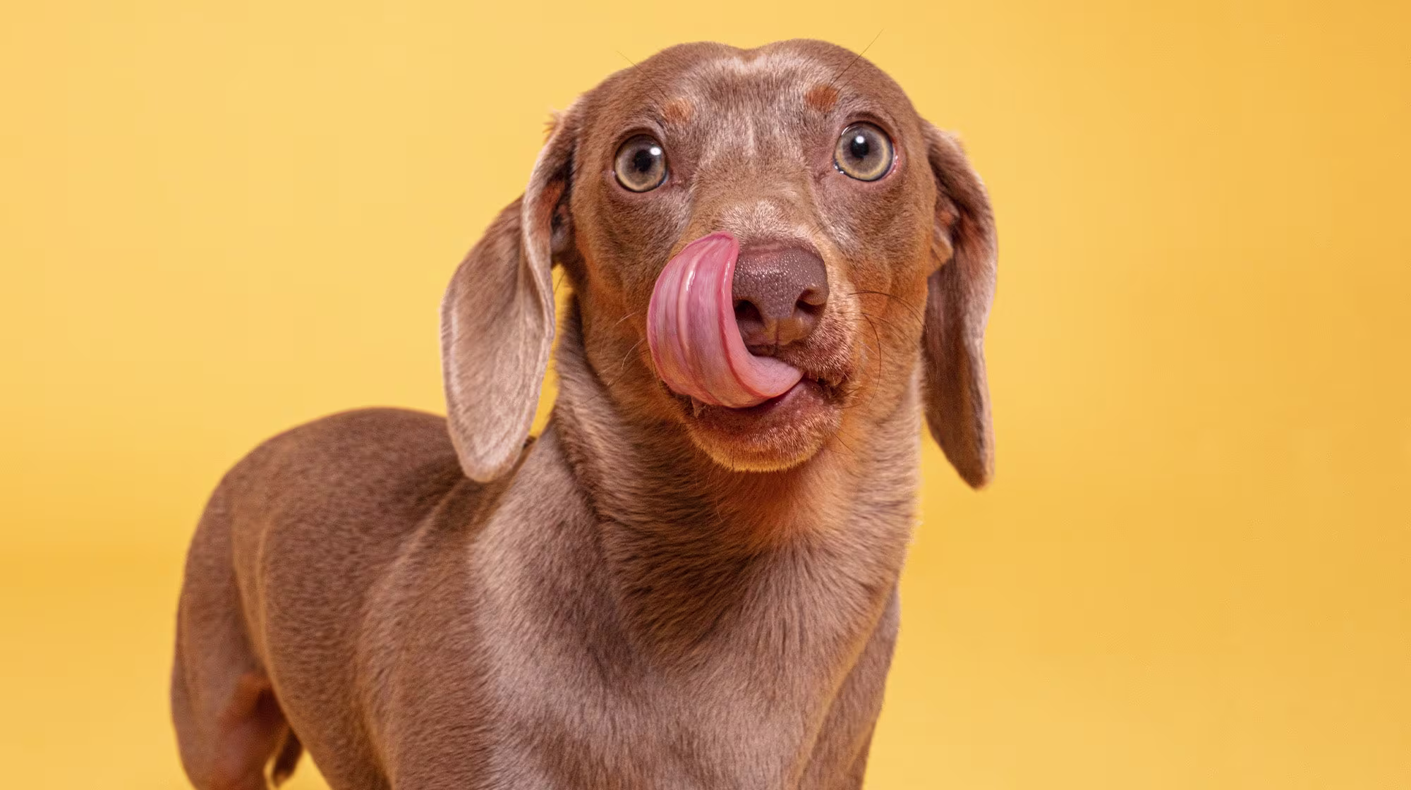 Everything you need to know  about hydrolysed dog food-Image 2