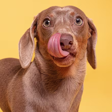 Dachshund