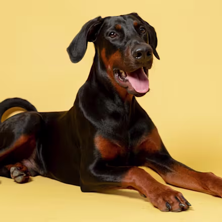 Doberman