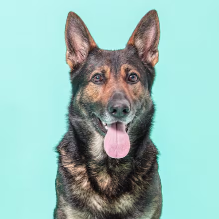 German Shepherd
