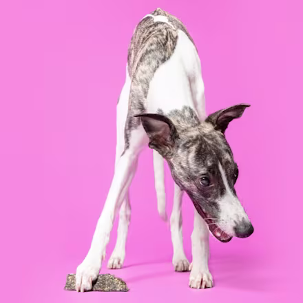 Greyhound
