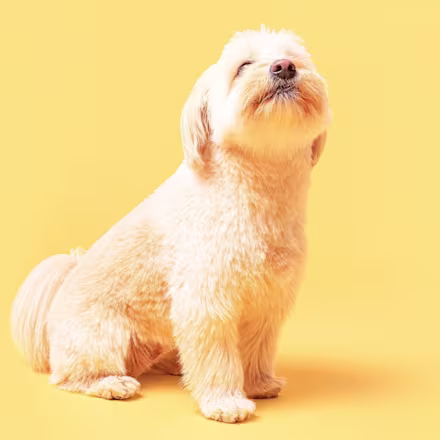 Havanese