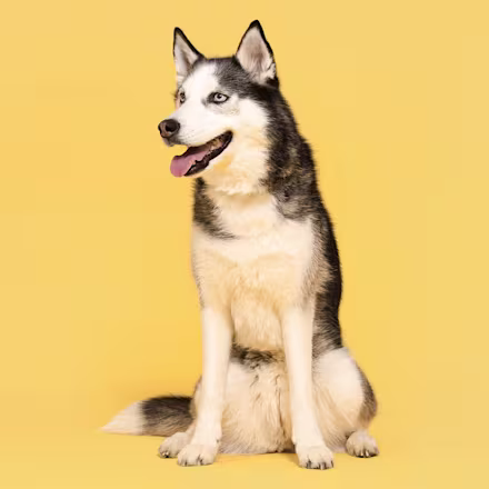Siberian Husky