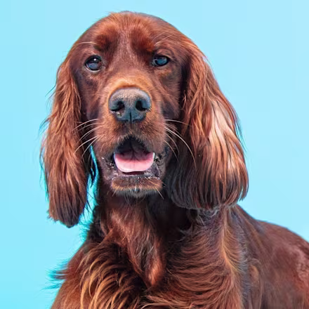 Irish / Red Setter