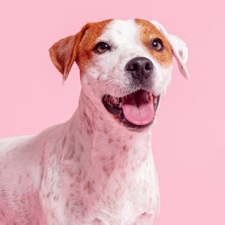 Jack Russell Terrier