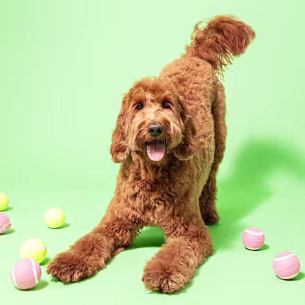 Labradoodle