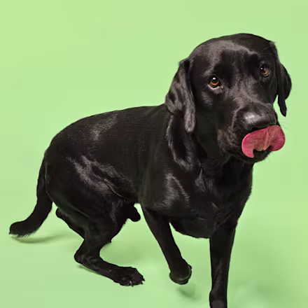 Labrador