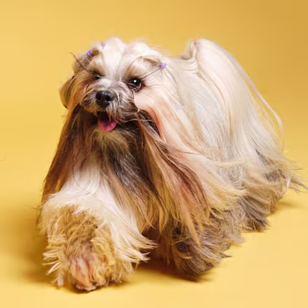 Lhasa Apso