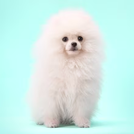 Maltipom