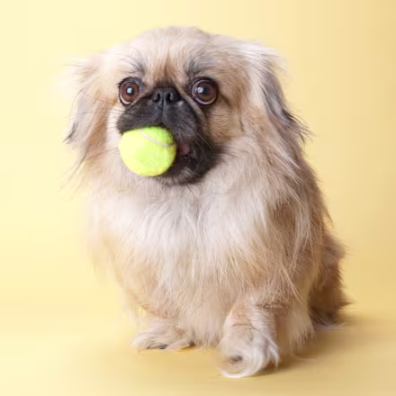 Pekingese