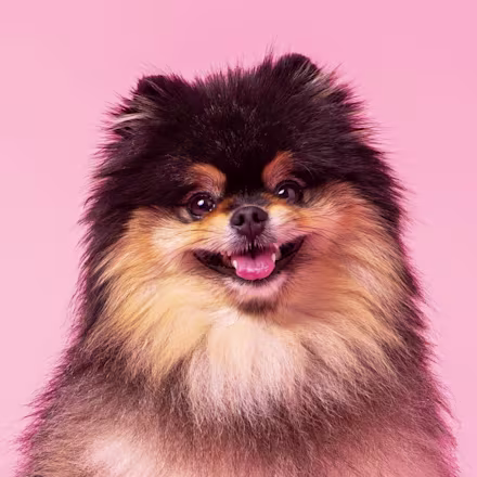 Pomeranian