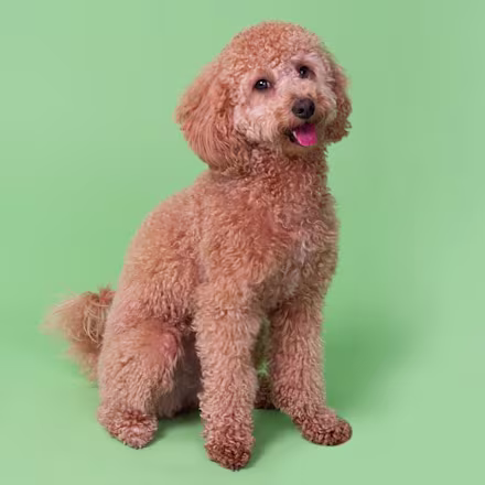 Poochon