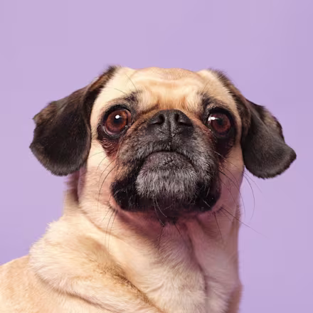 Pug