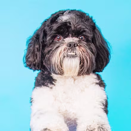 Shih Tzu