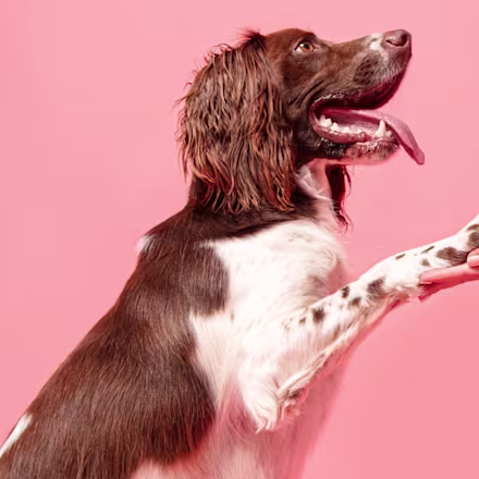 English Springer Spaniel