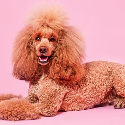 Toy Poodle