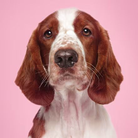 Welsh Springer Spaniel
