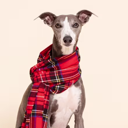 Whippet