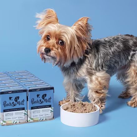 Yorkshire Terrier