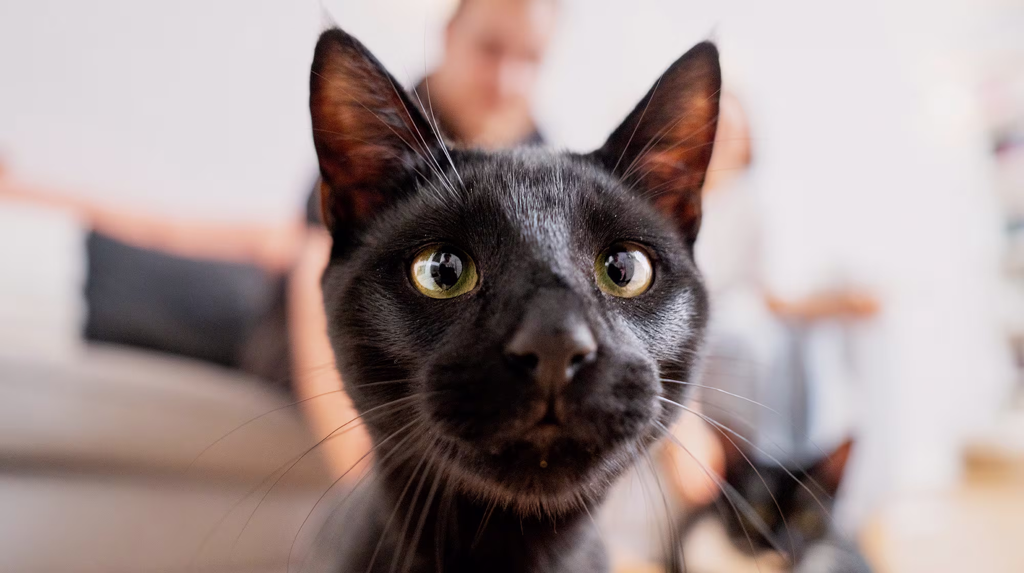 BLOG CAN CATS DRINK MILK BODY IMAGE 1