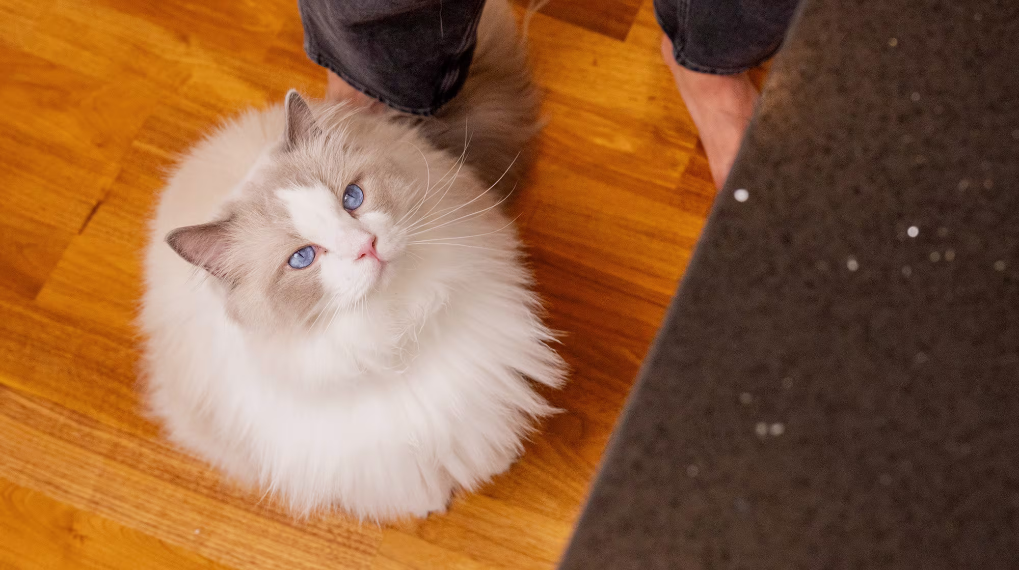 BLOG CAN CATS DRINK MILK BODY IMAGE 2