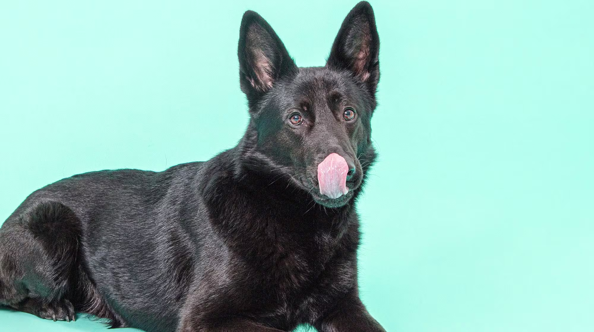 Chicken allergies in dogs:  Everything you need to know-Image 1