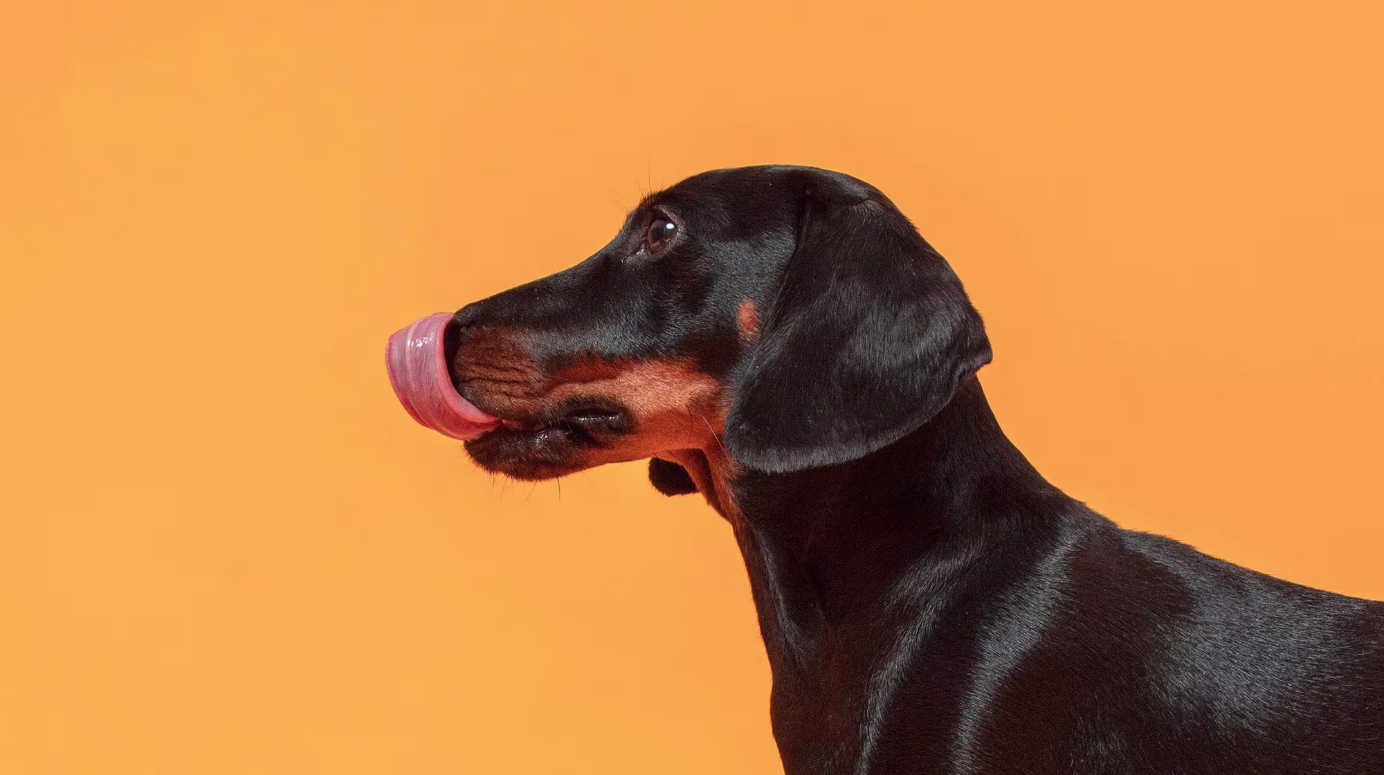 Dog stopped eating dry food? How to make it more appealing-Image 1