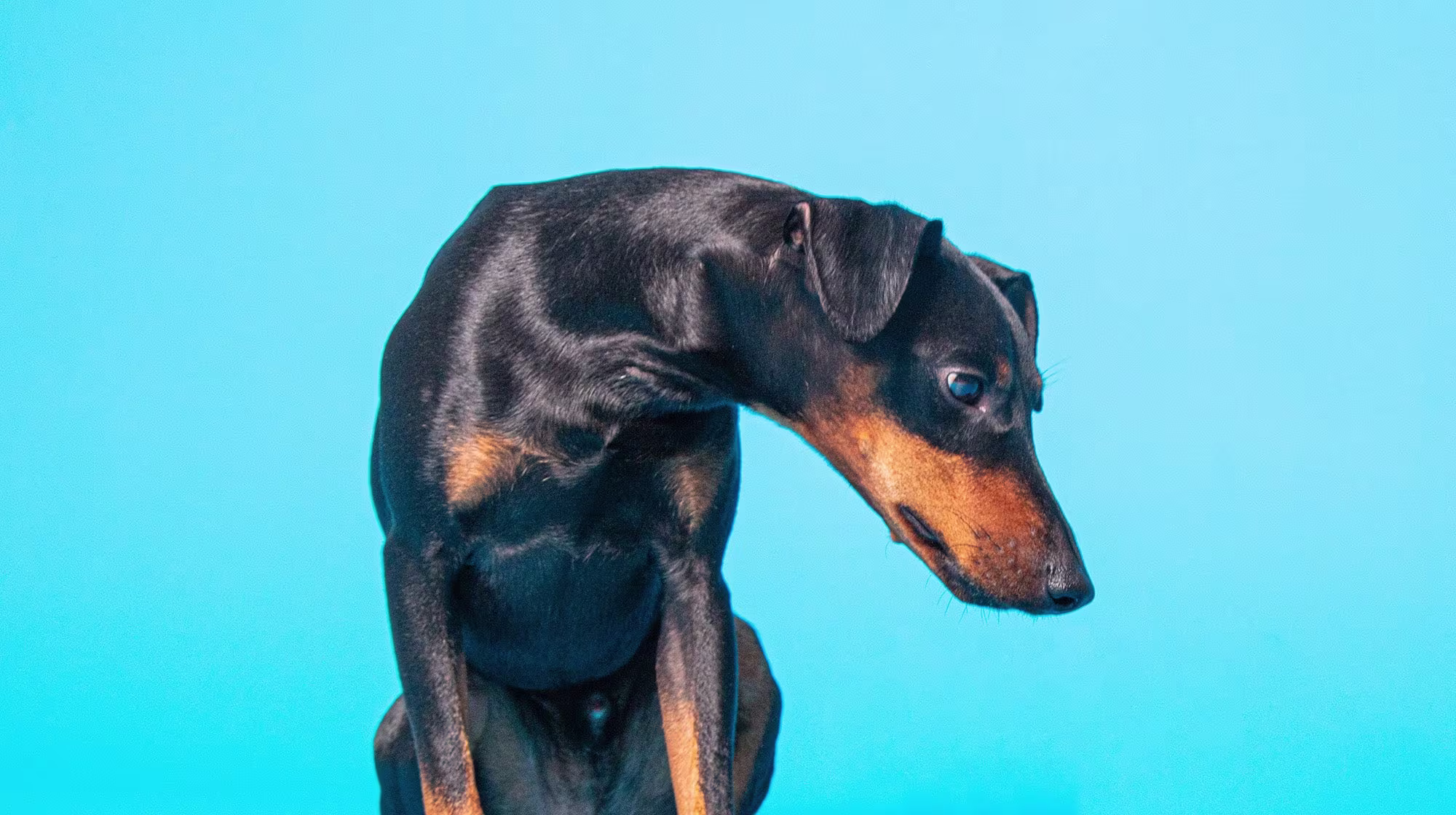 Urinary health in dogs:  Everything you need to know-Image 3