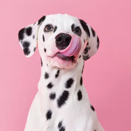 HUA vs LUA in Dalmatians: Everything you should know-Image 2