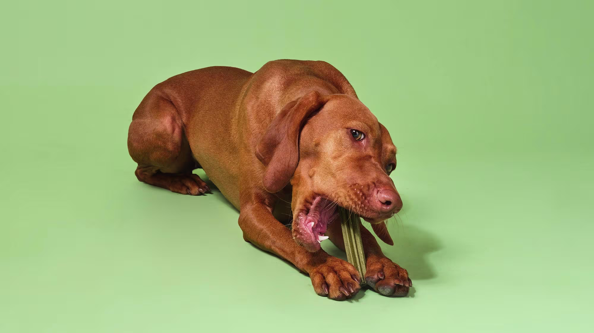 What herbs and spices are safe for dogs?-Image 3