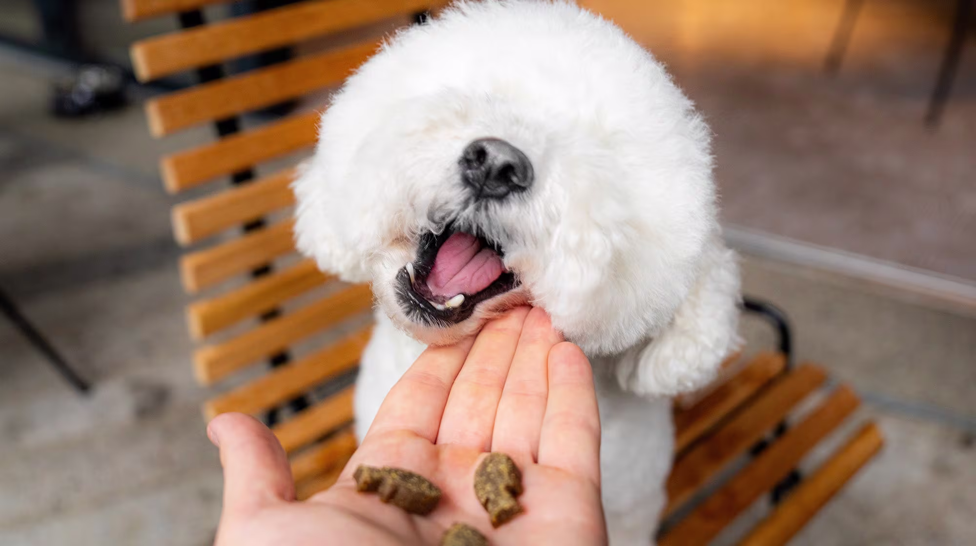 Dining in a restaurant with your dog: Tips & Tricks-Image 2