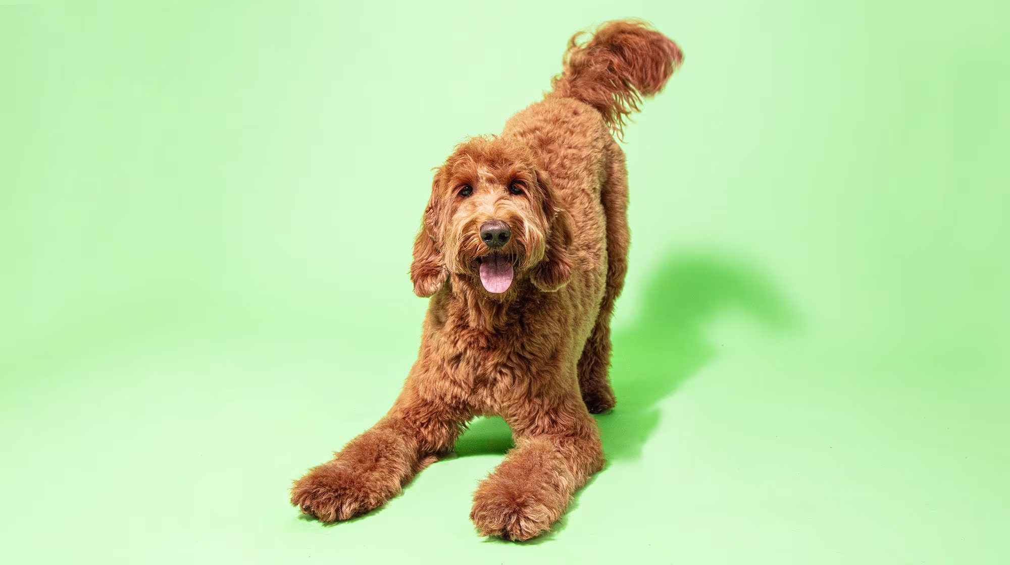 Urinary health in dogs:  Everything you need to know-Image 1