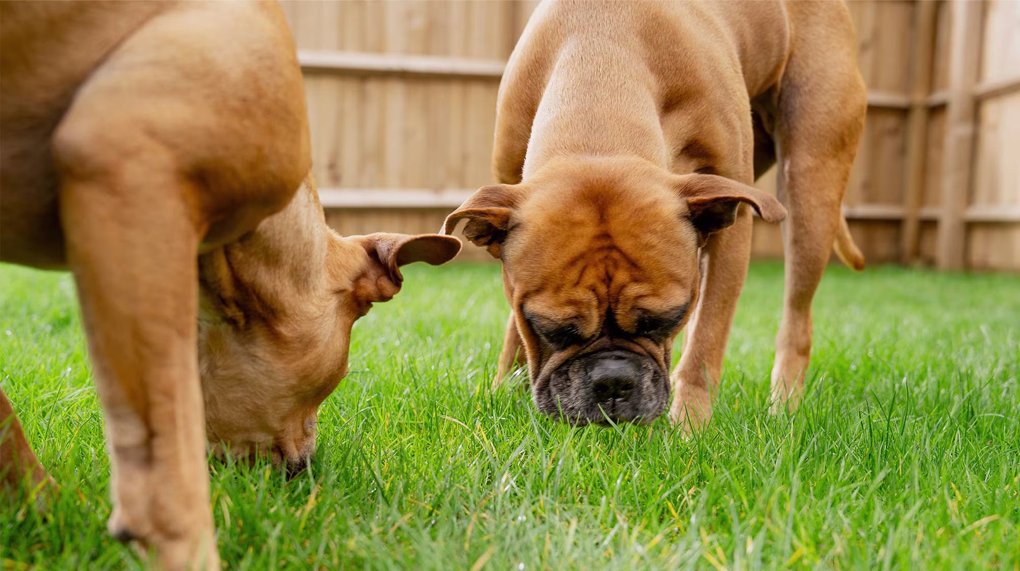 BLOG GRASS EATING