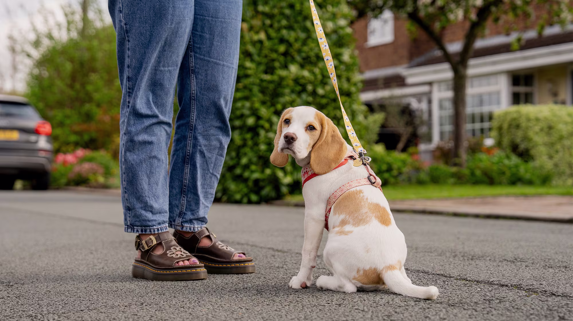 BLOG GUT HEALTH 2.0 PUPPY GUT HEALTH BODY IMAGE 2